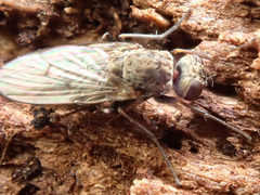 Lispocephala alma