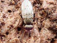 Lispocephala alma