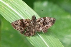 Gorgythion begga begga