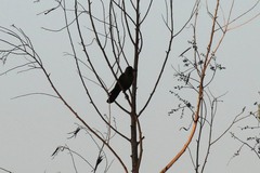 Corvus splendens