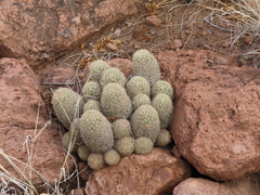 Escobaria chihuahuensis