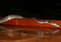 Chilabothrus striatus