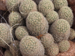 Escobaria chihuahuensis