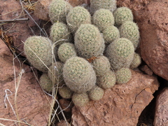 Escobaria chihuahuensis
