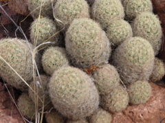 Escobaria chihuahuensis