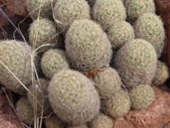 Escobaria chihuahuensis