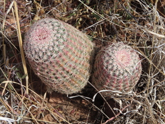 Echinocereus pectinatus rutowiorum