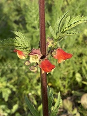 Scrophularia sambucifolia