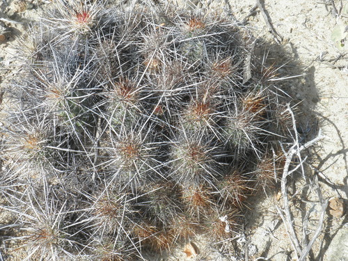 Echinocereus barthelowianus