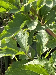 Scrophularia sambucifolia