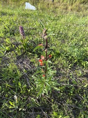 Scrophularia sambucifolia