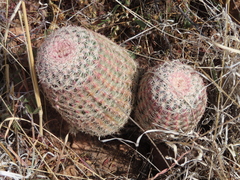 Echinocereus pectinatus rutowiorum