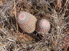 Echinocereus pectinatus rutowiorum