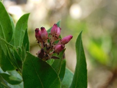 Arctostaphylos virgata
