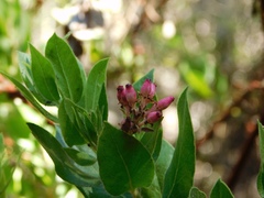 Arctostaphylos virgata