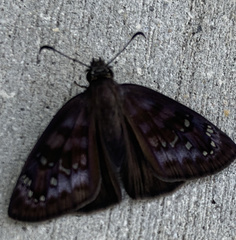 Ephyriades brunnea
