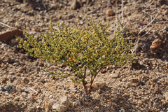 Eriogonum brachyanthum