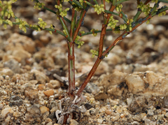 Eriogonum brachyanthum