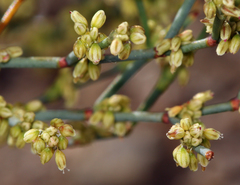 Eriogonum brachyanthum