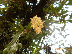 Epidendrum polyanthum