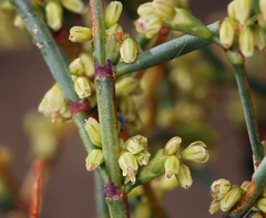 Eriogonum brachyanthum