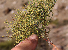 Eriogonum brachyanthum