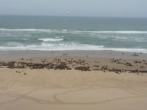 Cape Fur Seal