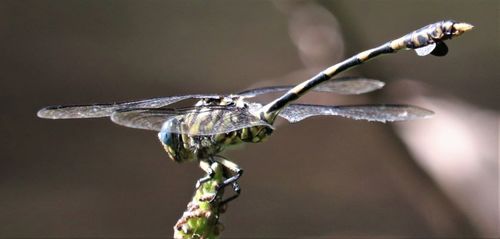 Tigertail photo 3