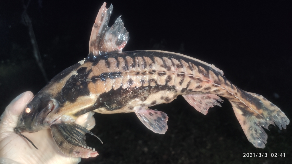 Giant Talking Catfish