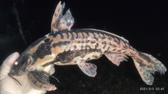 Megalodoras uranoscopus