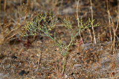 Eriogonum brachyanthum