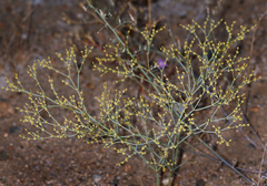 Eriogonum brachyanthum