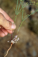 Eriogonum brachyanthum