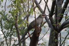 Coccyzus longirostris