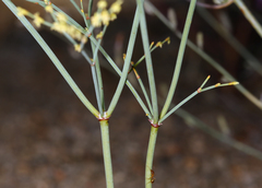 Eriogonum brachyanthum