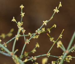 Eriogonum brachyanthum