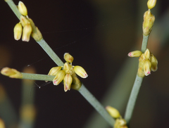 Eriogonum brachyanthum