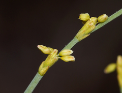 Eriogonum brachyanthum