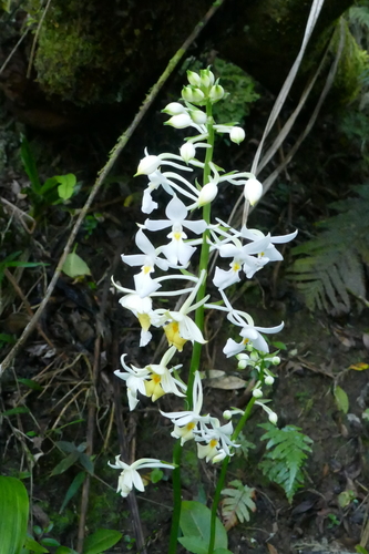 Calanthe sylvatica
