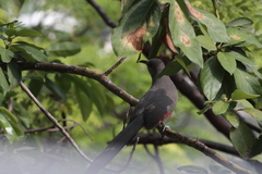 Coccyzus longirostris