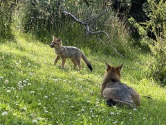 Lycalopex culpaeus magellanicus