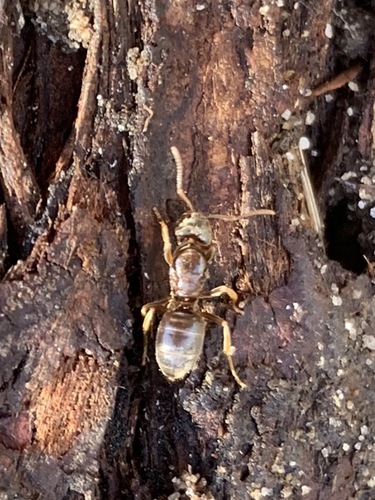 Shaded Fuzzy Ant
