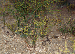 Eriogonum brachyanthum