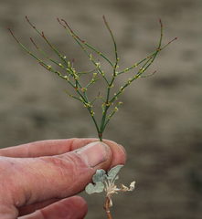 Eriogonum brachyanthum
