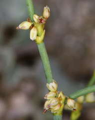 Eriogonum brachyanthum