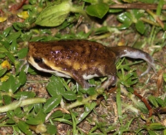 Breviceps carruthersi