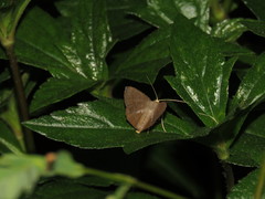 Plesiomorpha flaviceps