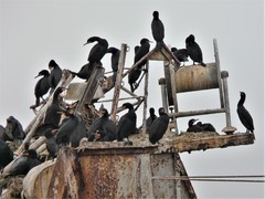 Phalacrocorax capensis