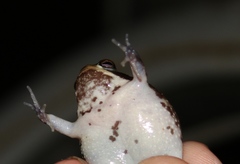 Breviceps carruthersi