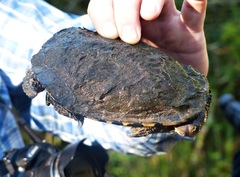 Acanthochelys pallidipectoris